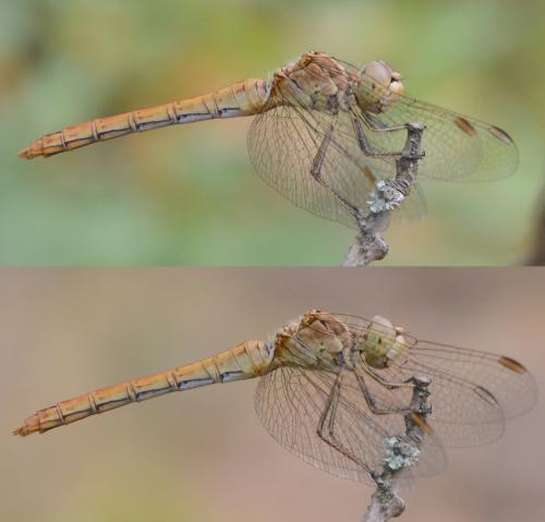 Sympetrum meridionale